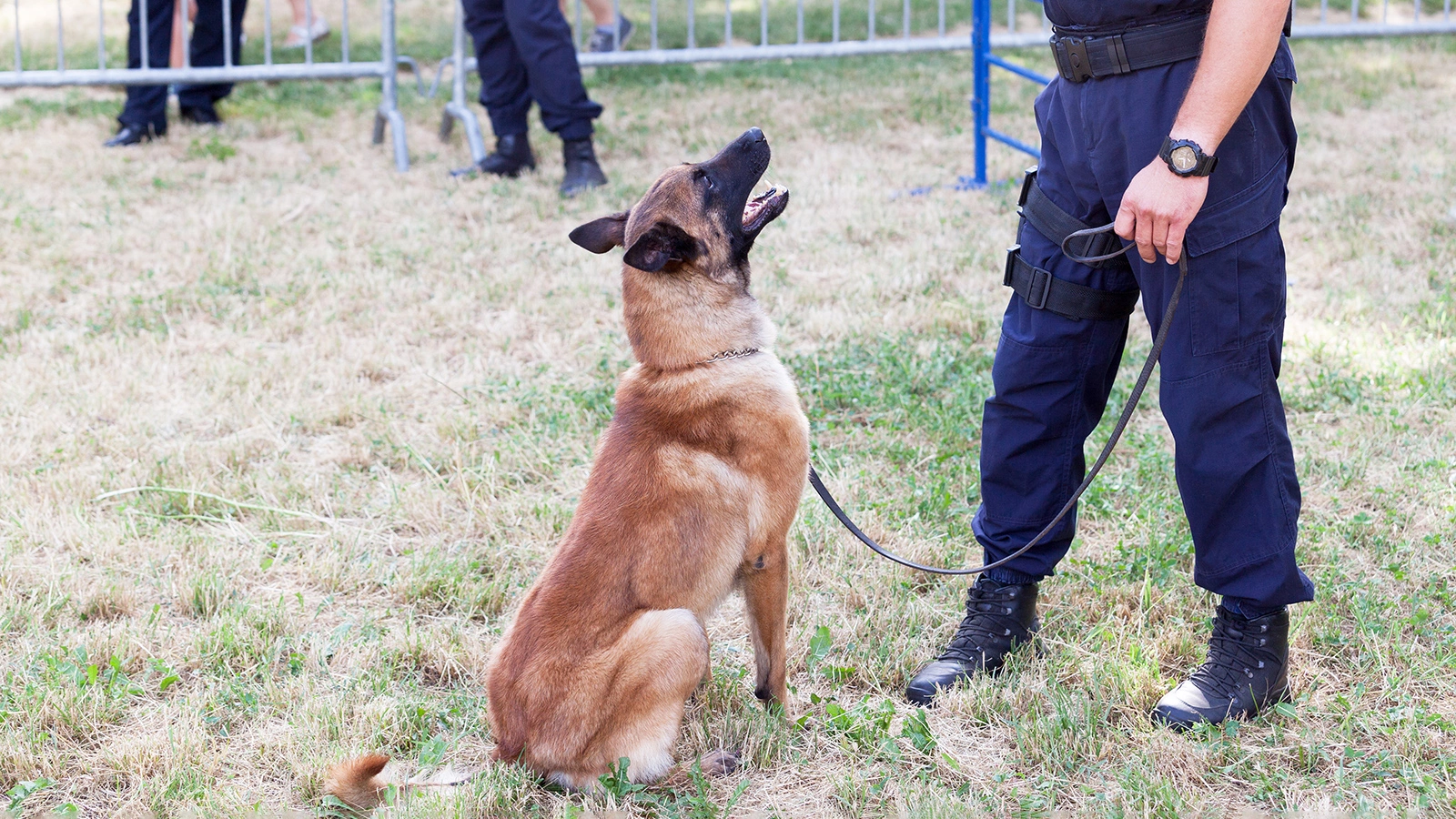 Бельгийская овчарка малинуа по имени Бартон