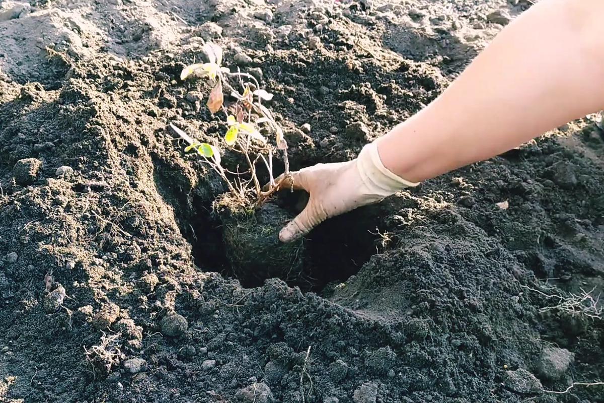 Как посадить саженец жимолости