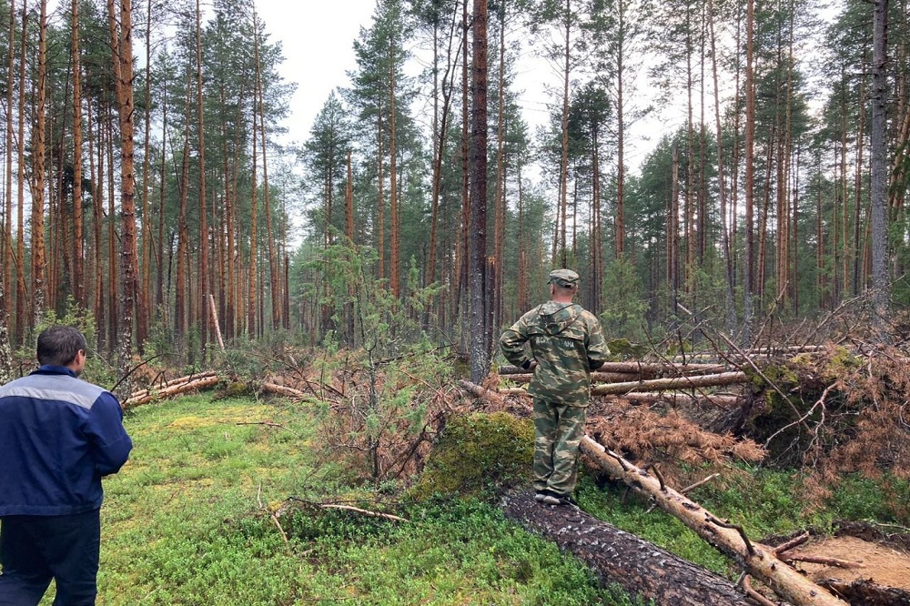 Фото: Министерство лесного хозяйства Нижегородской области