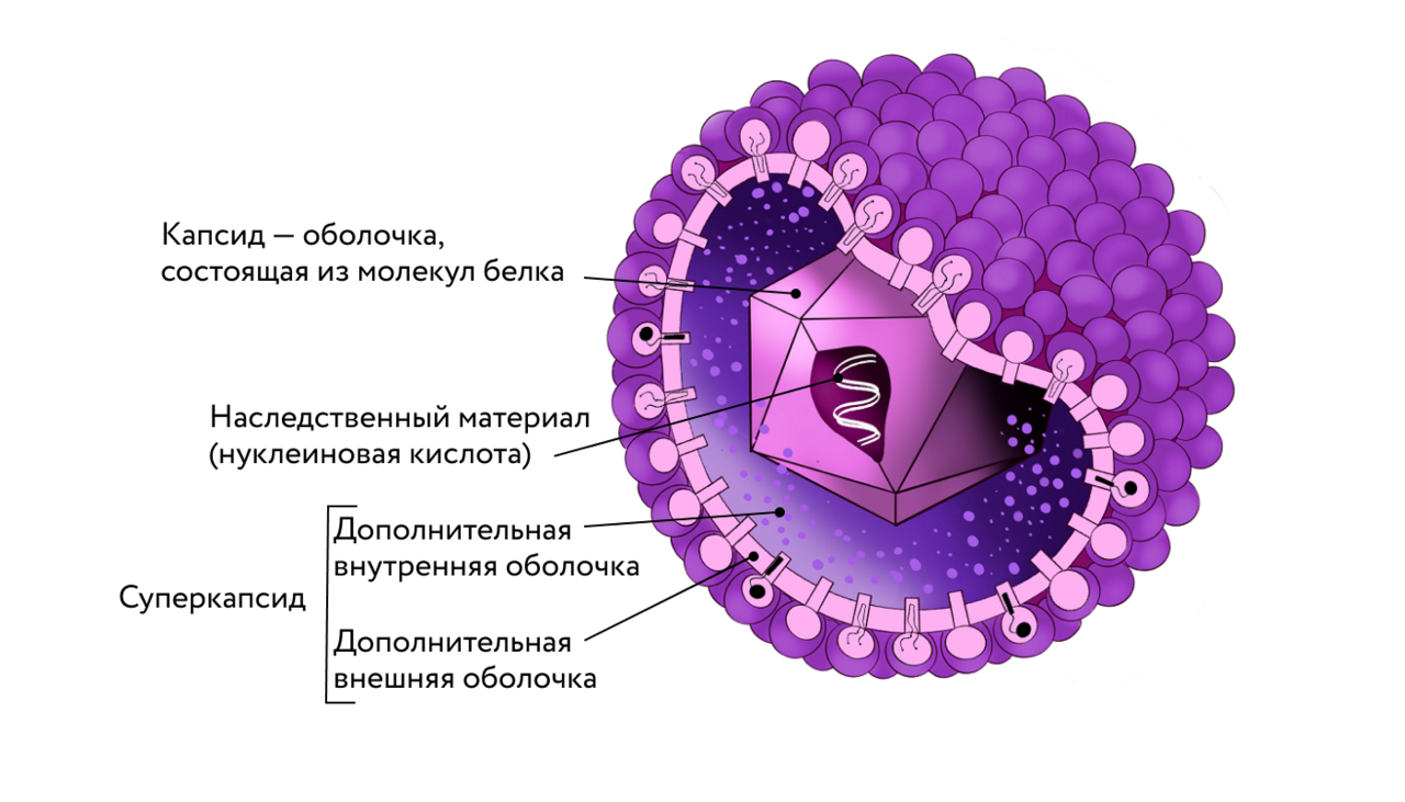 Строение вируса герпеса человека.