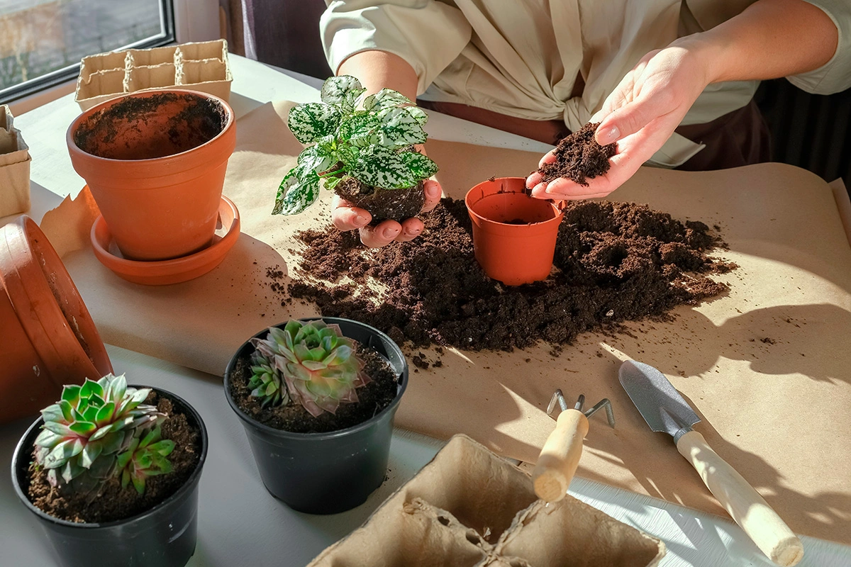 Некоторые садоводы пользуются лунным календарем