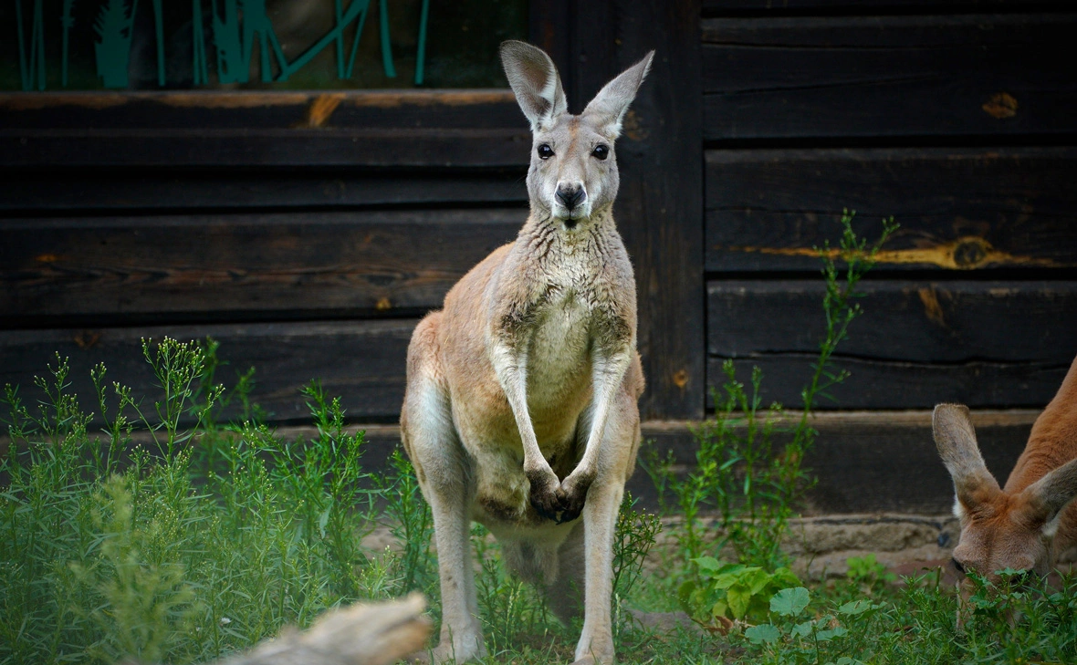 Jaap Arriens / dpa / Global Look Press
