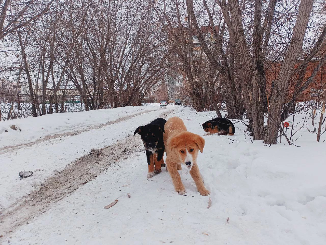 Алексей Коваленок / РБК Новосибирск