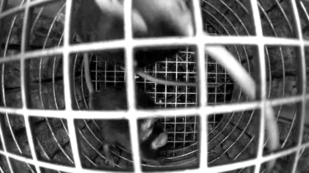 Ученые рассказали о состоянии запущенных на орбиту мышей