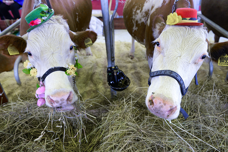 Племенные коровы на российской агропромышленной выставке «Золотая осень» на ВВЦ