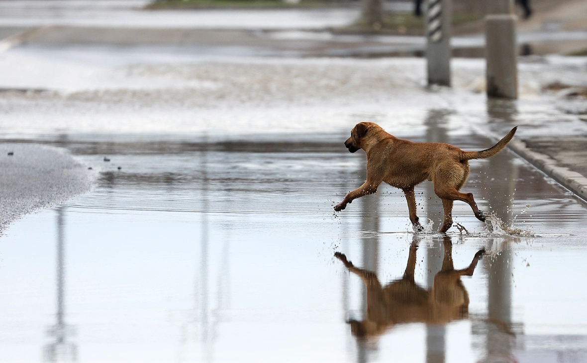 Егор Алеев / ТАСС