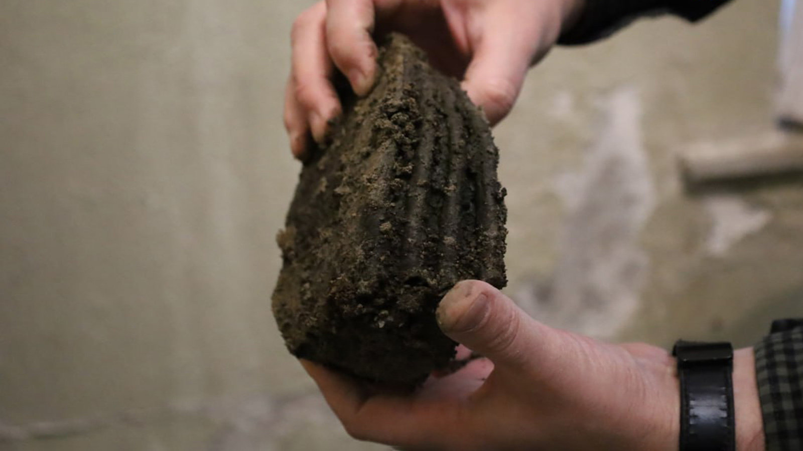 Останки шерстистого носорога