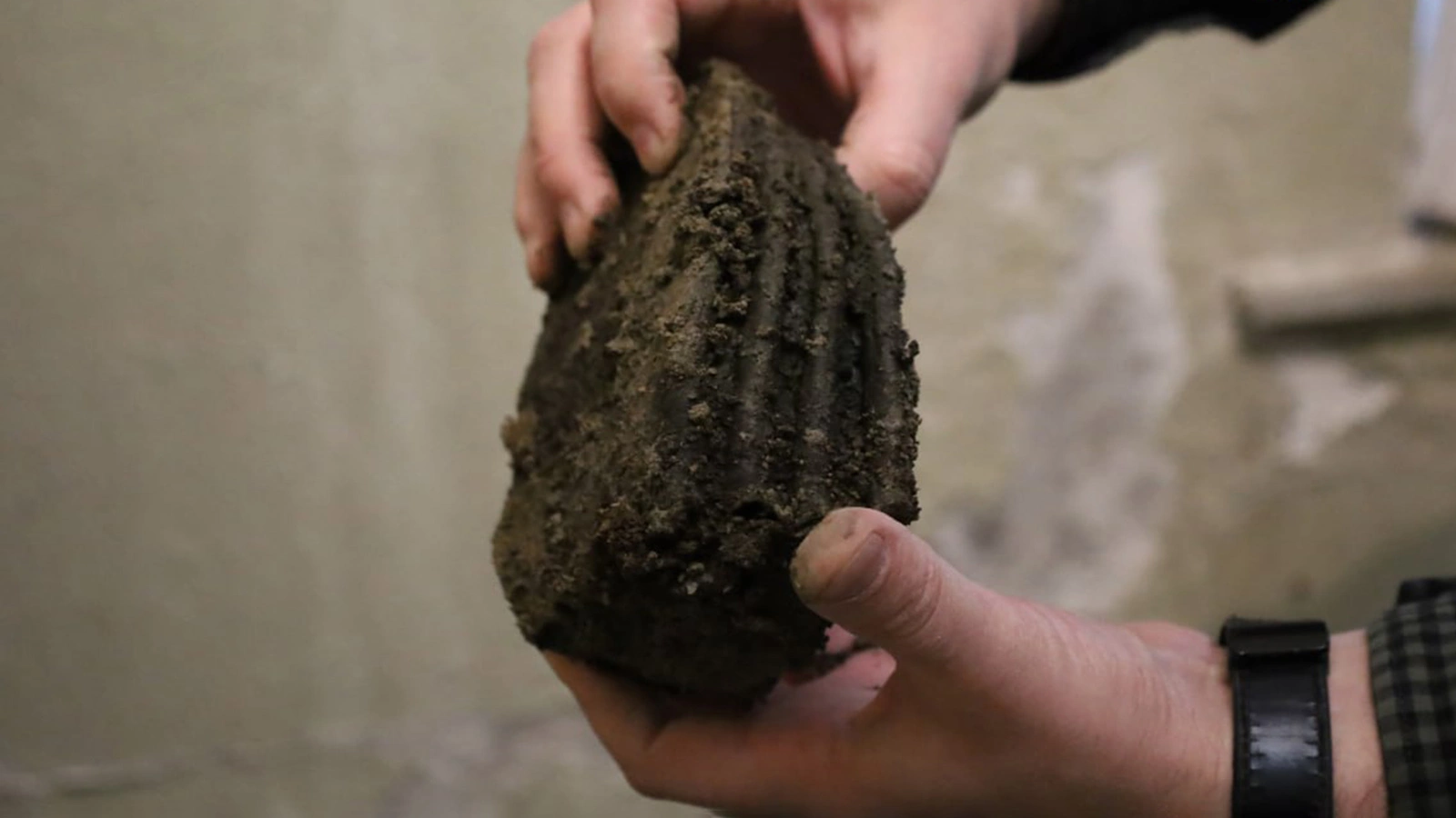 Останки шерстистого носорога