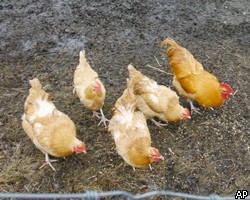 РФ наложит частичный запрет на ввоз мяса птицы из США