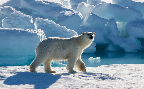Белый медведь на льдине в Северном Ледовитом океане,&nbsp;17 августа 2015 года