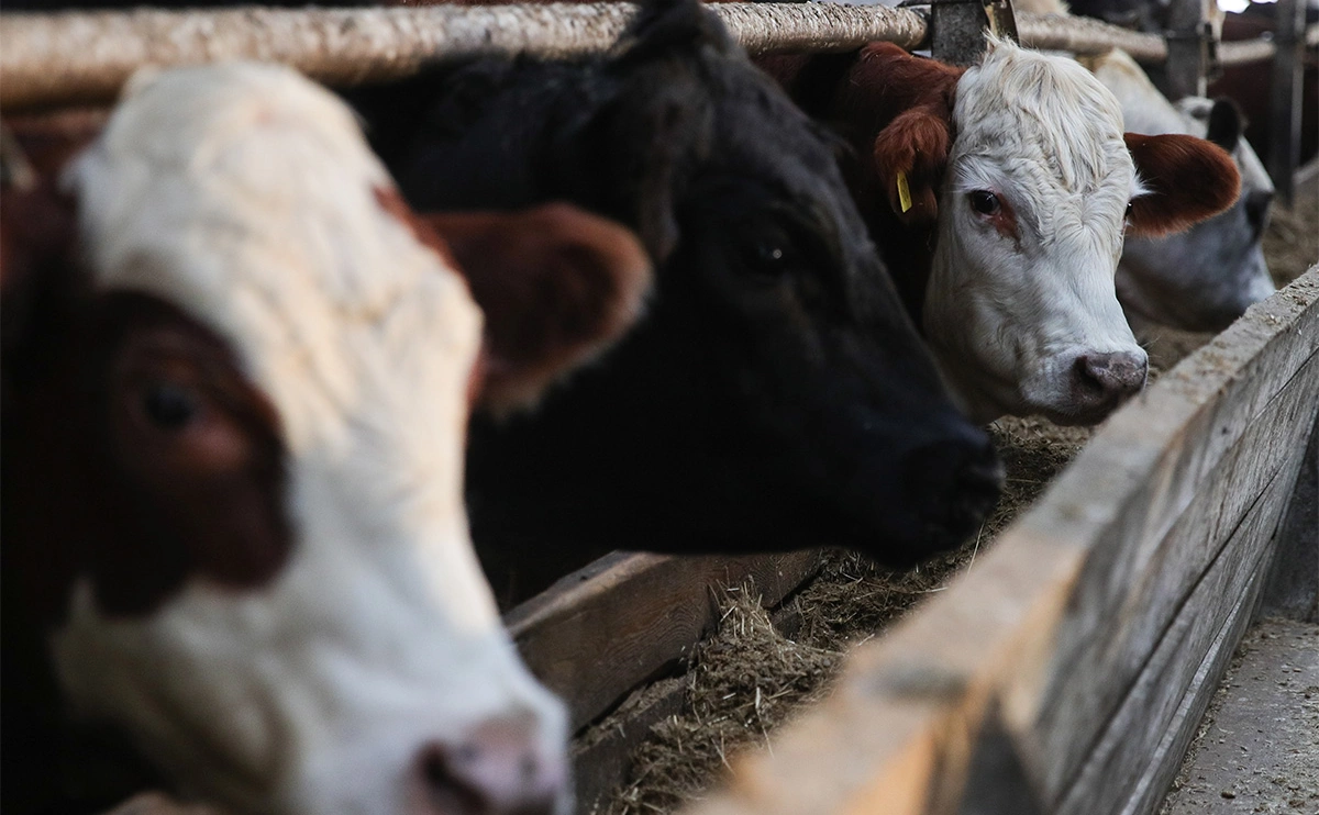 Сергей Бобылев / ТАСС