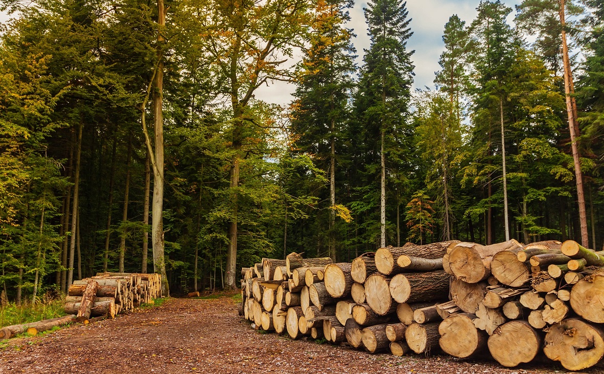 ПДК «Апшеронск» может войти в национальный лесной холдинг ВЭБ.РФ