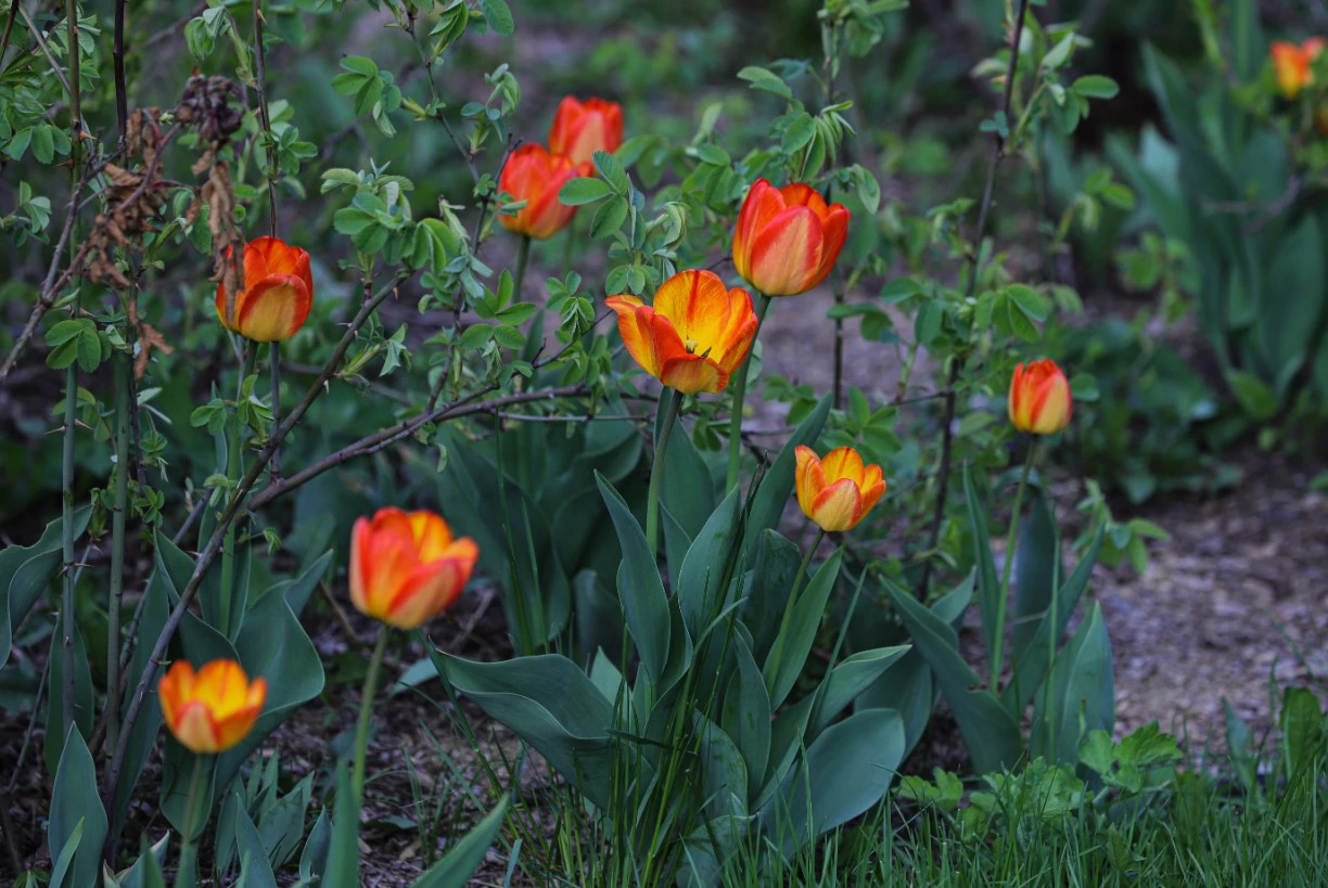 Размик Закарян / РИА URA.RU