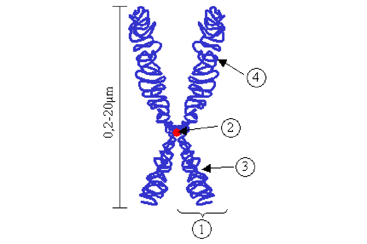 Схема строения хромосомы в метафазе митоза. 1 — хроматида; 2 — центромера; 3 — короткое плечо; 4 — длинное плечо