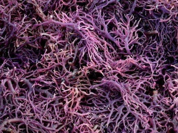 Корпорация развития Дальнего Востока и Арктики