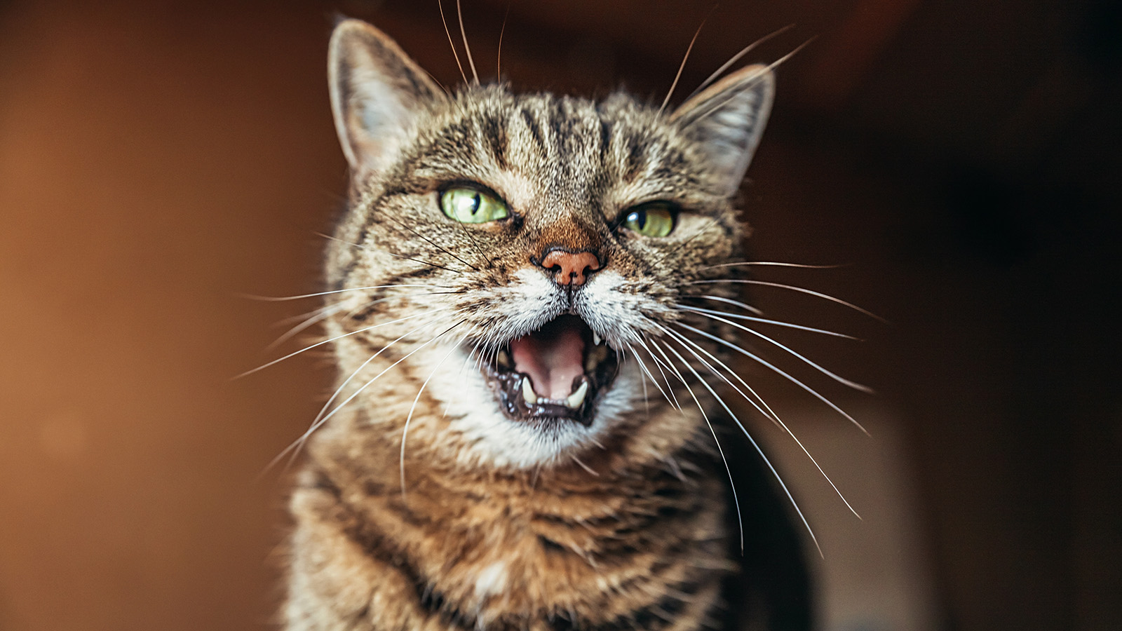 Почему кошка постоянно мяукает