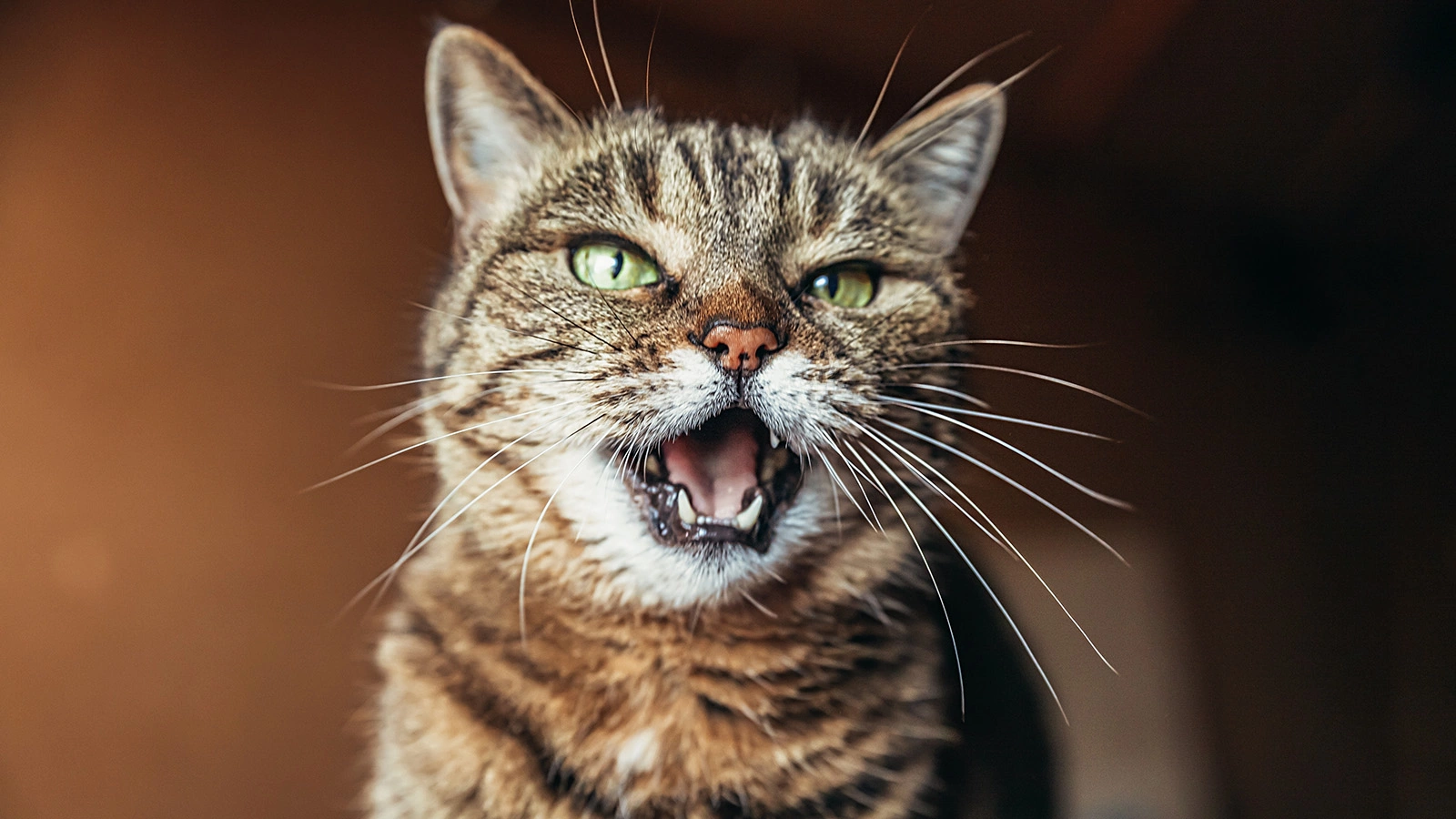 Почему кошка постоянно мяукает