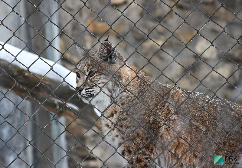 В ГИСУ объяснили перенос сроков открытия казанского зоопарка