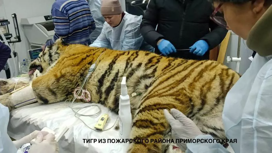 центр «Амурский тигр»