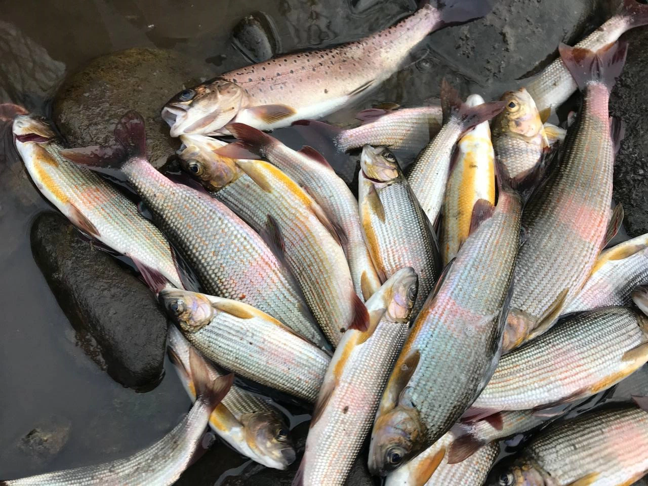 РБК Приморье