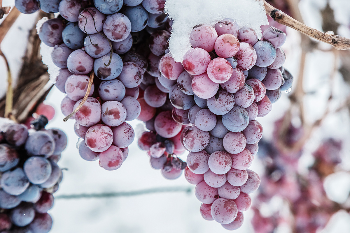 Август — еще очень хочется тепла, но все вокруг напоминает о том, что скоро начнутся холода, а вместе с ними — волшебные месяцы, когда на виноградниках можно получить виноград для одного из уникальнейших ледяных вин