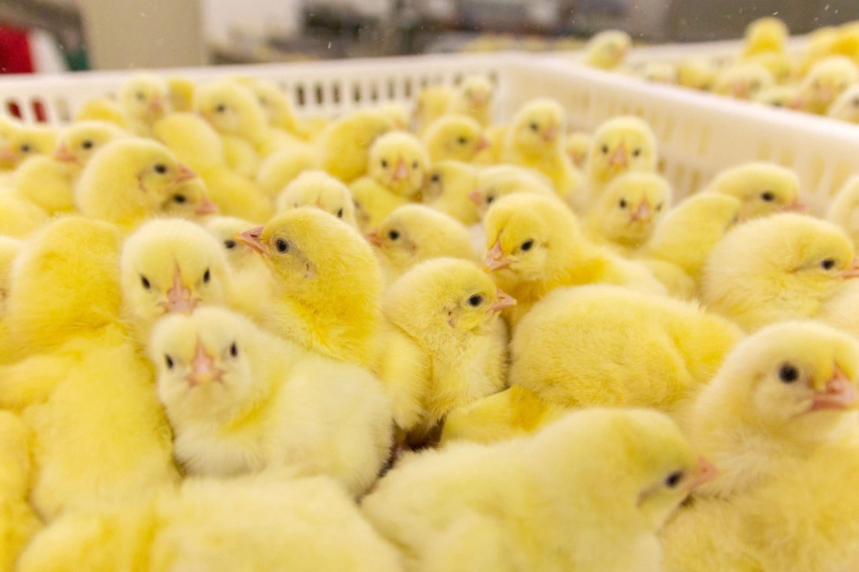 Московец Илья / URA.RU