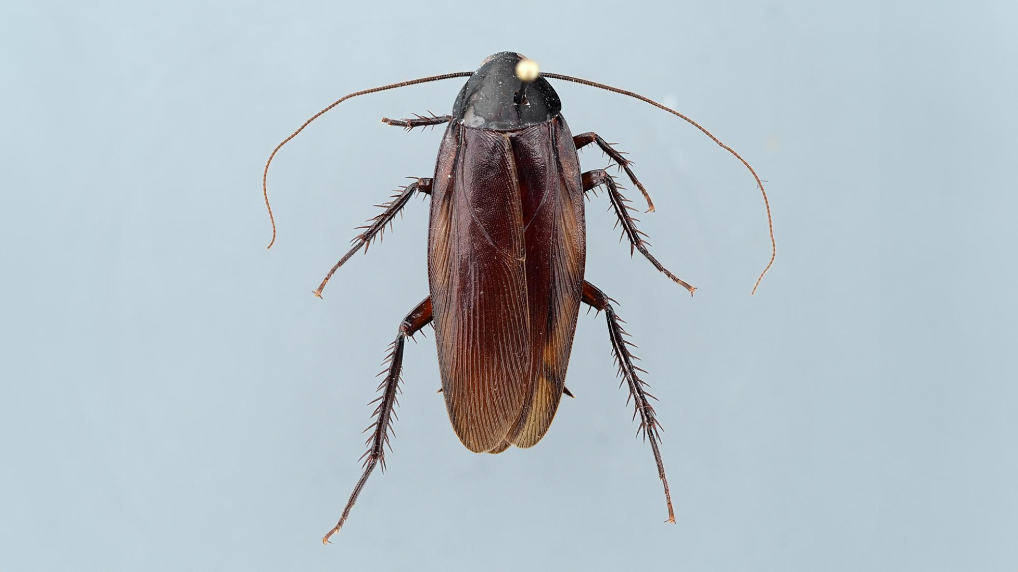 Особь таракана Periplaneta fuliginosa из Университета Оулу