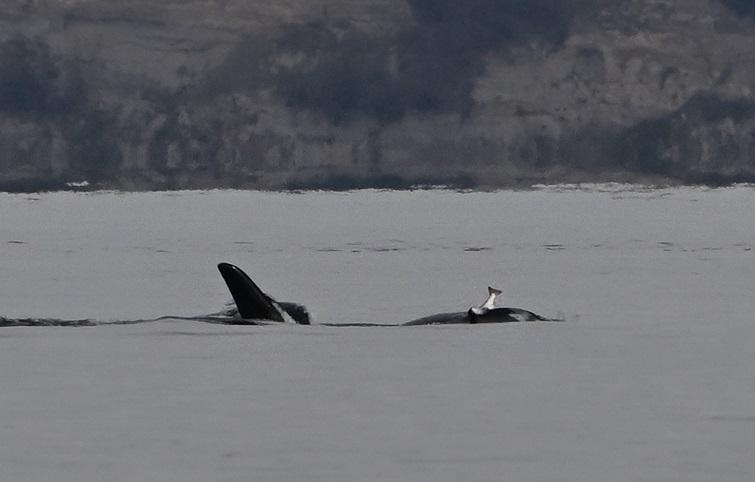 Фото: Jim Pasola / Orca Network Whale Sighting Report