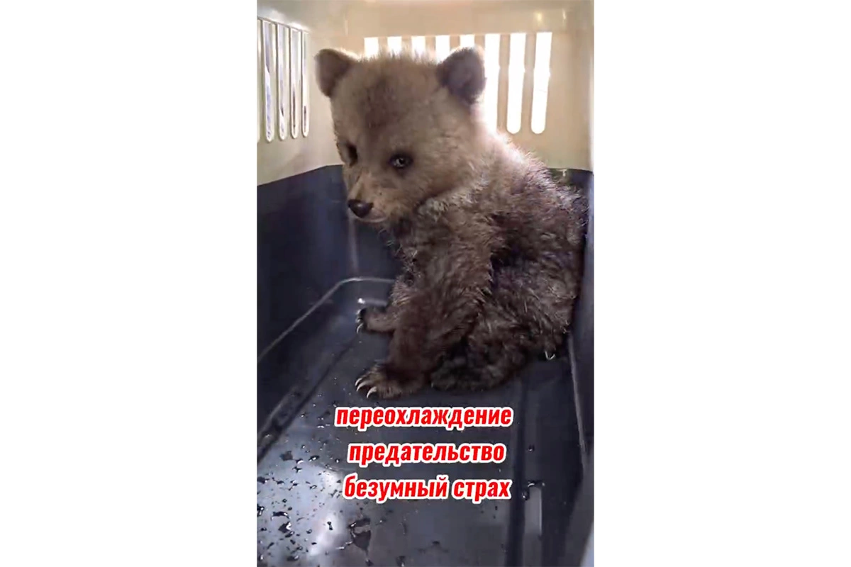 Медвежонок-сирота Дынька