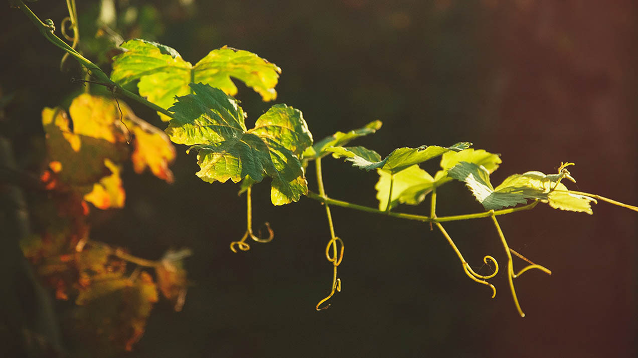 Самое интересное из телеграм-канала «РБК Вино» за неделю