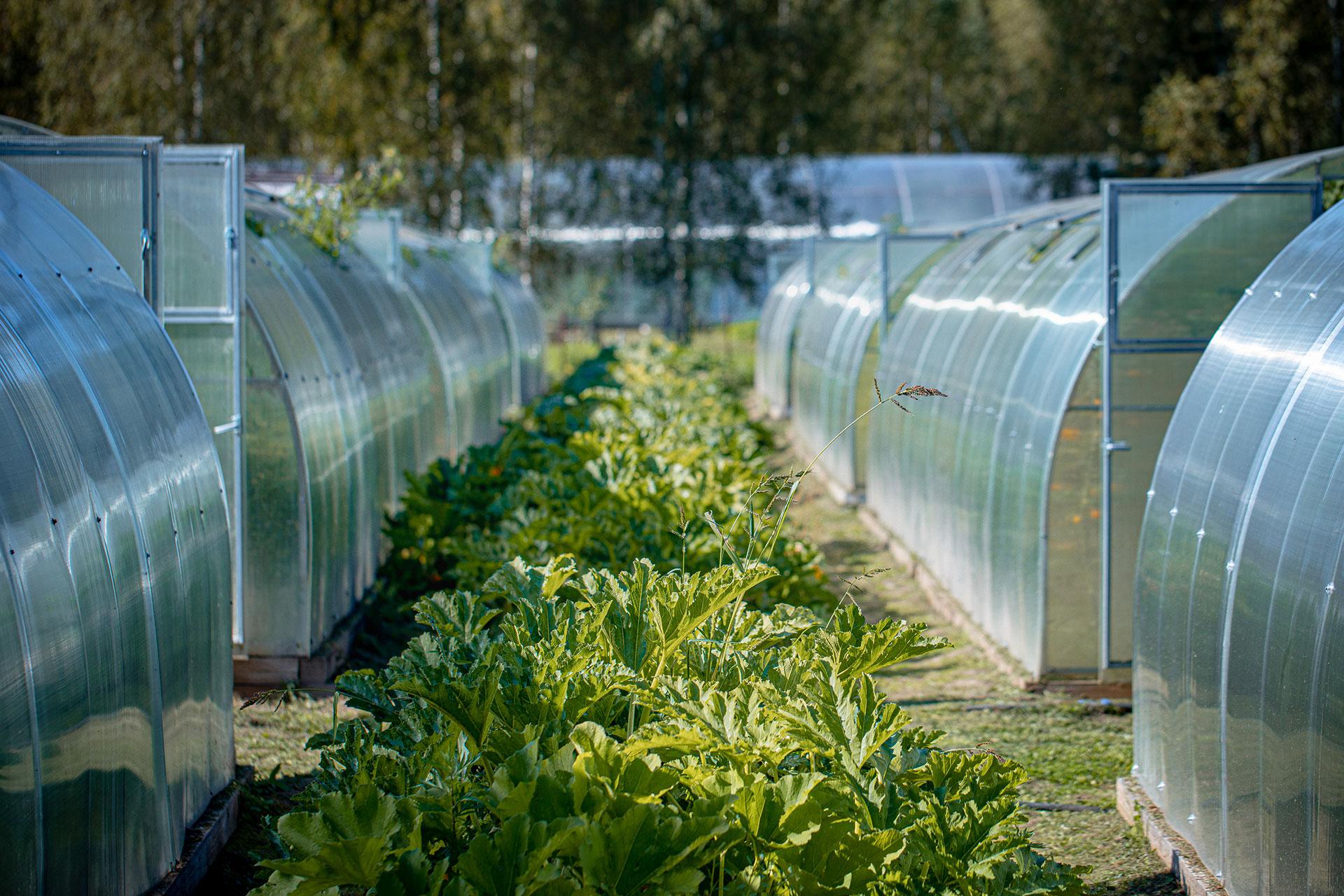 Ферма Twins Garden