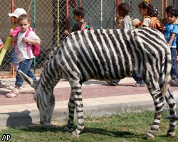 В зоопарке в секторе Газа ослов перекрасили в зебр 