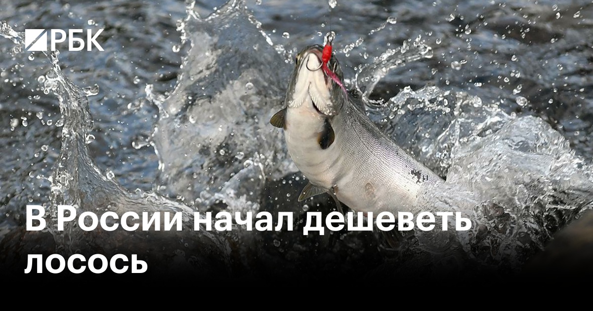 Рыбалка в Ростове-на-Дону: обзор мест, снастей и способов ловли - Рыболовный ресурс ВКонтакте