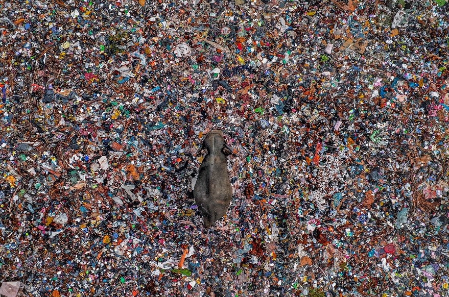 Шри-Ланкийский азиатский слон на мусорной свалке.&nbsp;Ампара, Восточная провинция, Шри-Ланка. Статус МСОП: находится под угрозой исчезновения