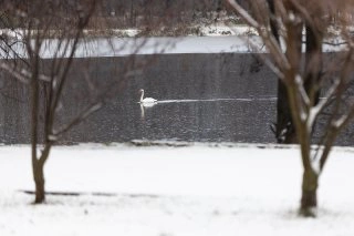Александр Подгорчук