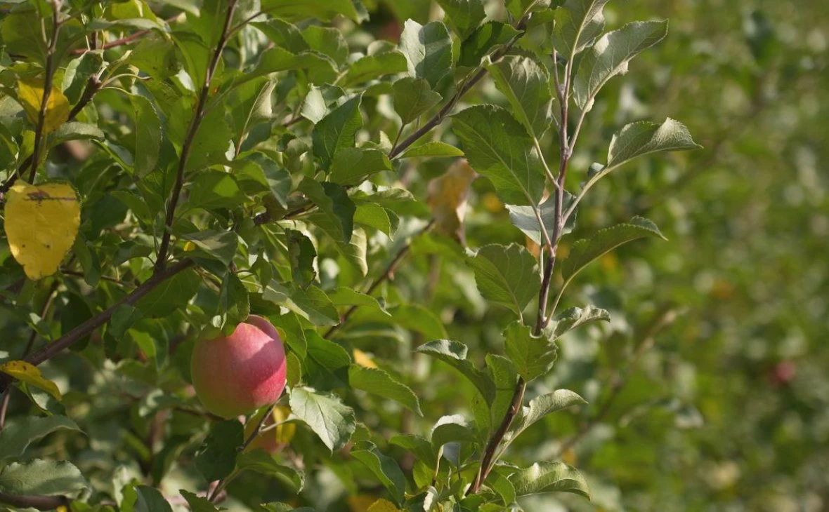 РБК Черноземье