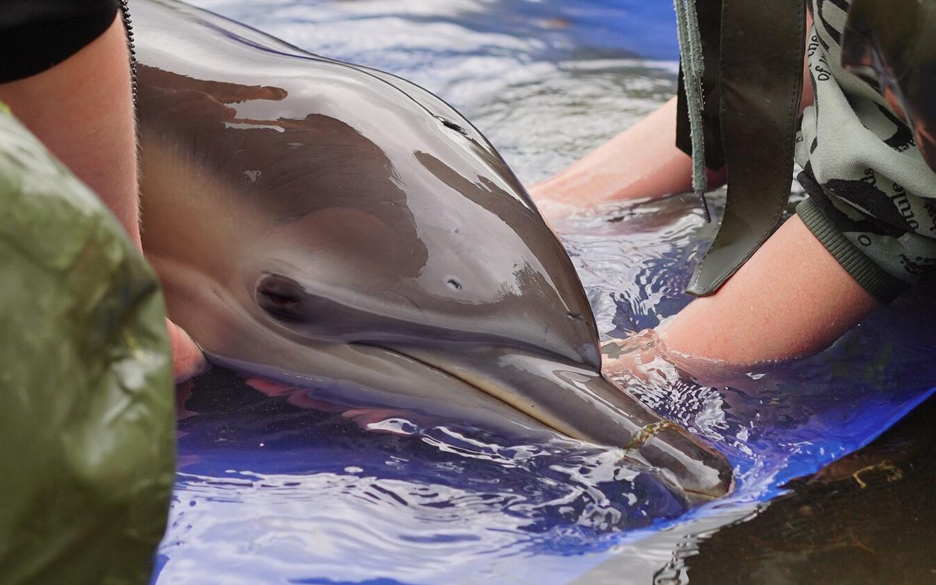 Фото: Научно-экологический центр «Дельфа»