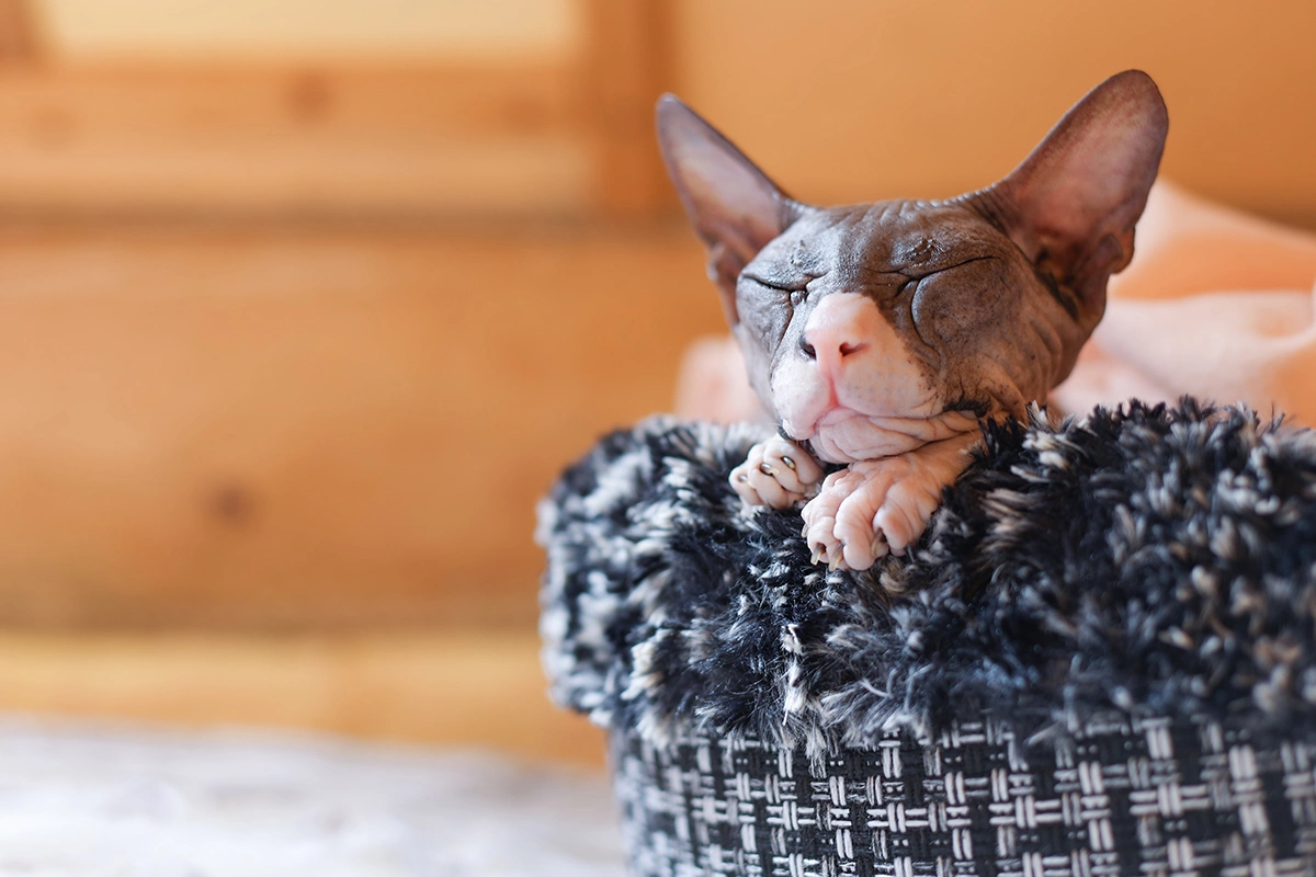 Донской сфинкс