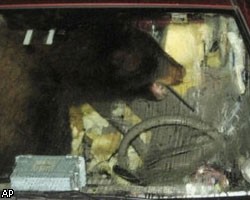 Медведь в США "угнал" автомобиль из-за бутерброда 