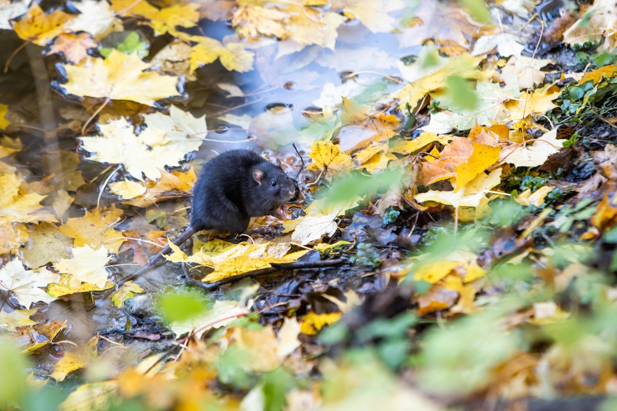 Александр Подгорчук