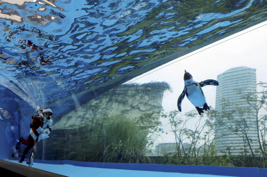 Дайвер в костюме Санты в океанариуме в Токио.