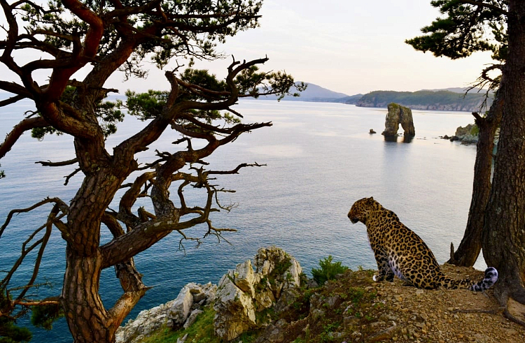 ФГБУ «Земля леопарда»