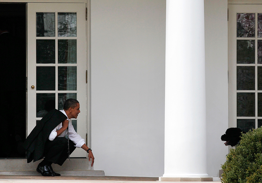 У бывшего президента США Барака Обамы и его жены Мишель две португальские водяные собаки, Бо и Санни