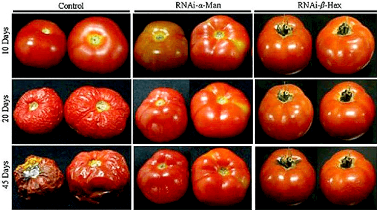 Обычные томаты и генно-модифицированный сорт Flavr Savr.