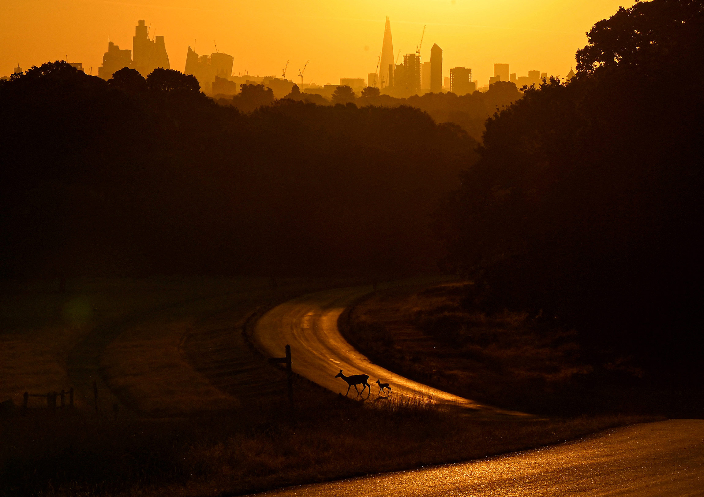 На фото: олень и олененок переходят дорогу на рассвете, Лондон, 8 августа