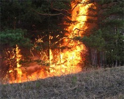 Жителям Тувы запрещено посещать леса из-за множества пожаров в регионе