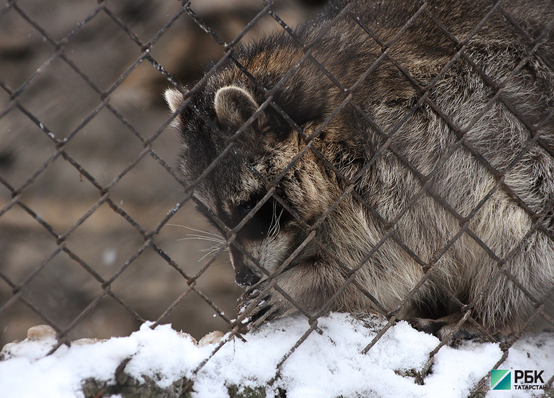 В зоопарке Казани медведи и еноты вышли из зимней спячки