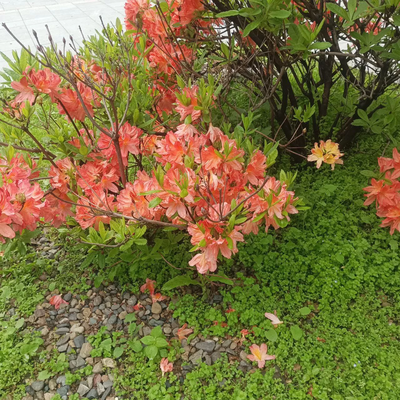 РБК Приморье