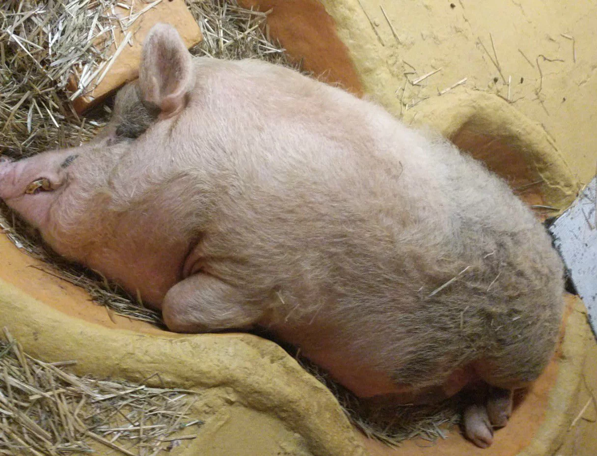 РБК Приморье