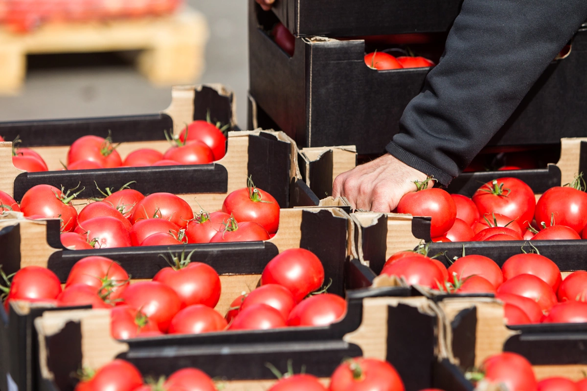Александр Подгорчук 